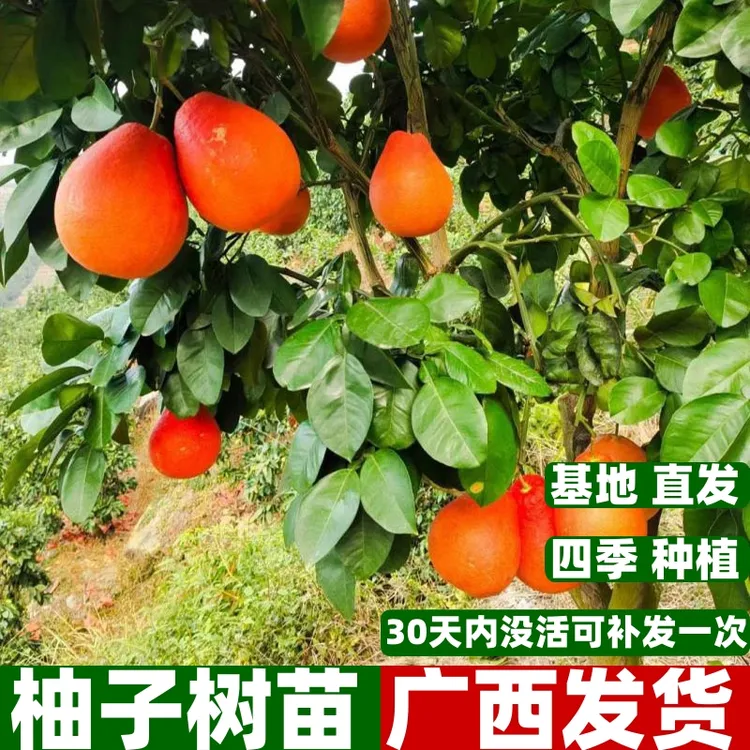 暹罗红柚子树苗红宝石青柚三红柚当年结果南北方种植盆栽地栽