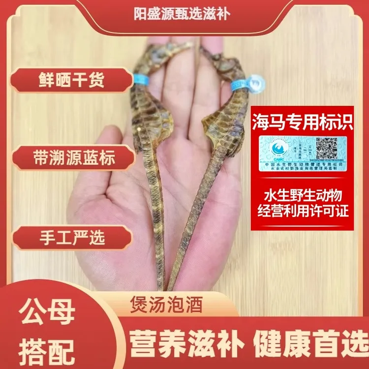 溯源保真精选海干马足干男性滋补新鲜晾晒煲汤汤料海马泡酒