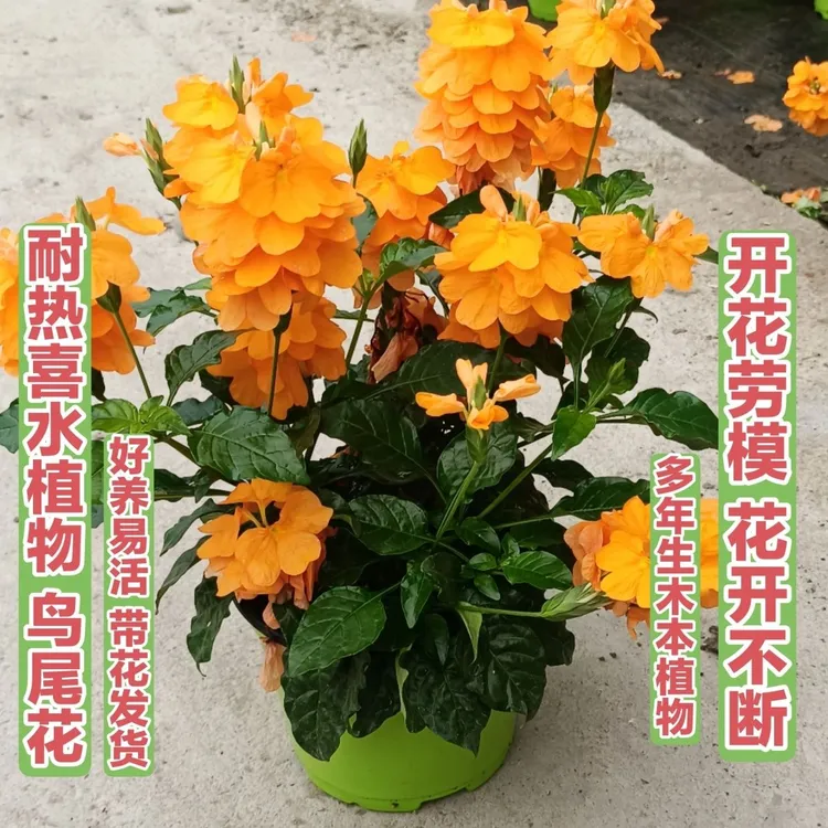 鸟尾花十字爵床阳台庭院耐热耐高温四季开花多年生木本植物易爆盆