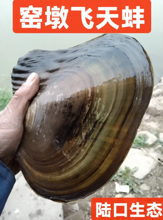 窑墩三角蚌清水飞天蚌活体净化水质观赏食用原产地批发养殖学习