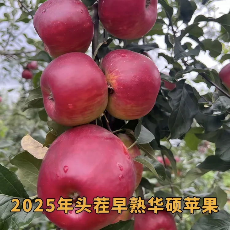 2025四川大凉山华硕采摘高原阳光果脆甜多汁脆甜【5斤装】