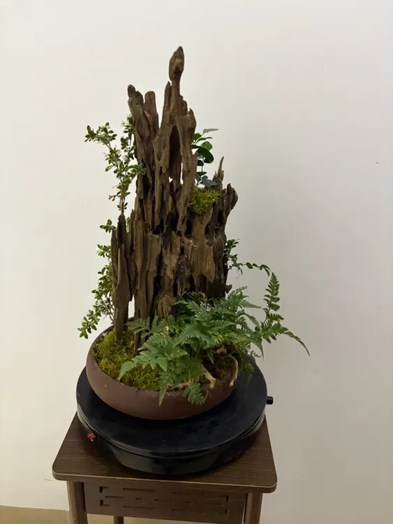 独特构思沉木盆景客厅装饰