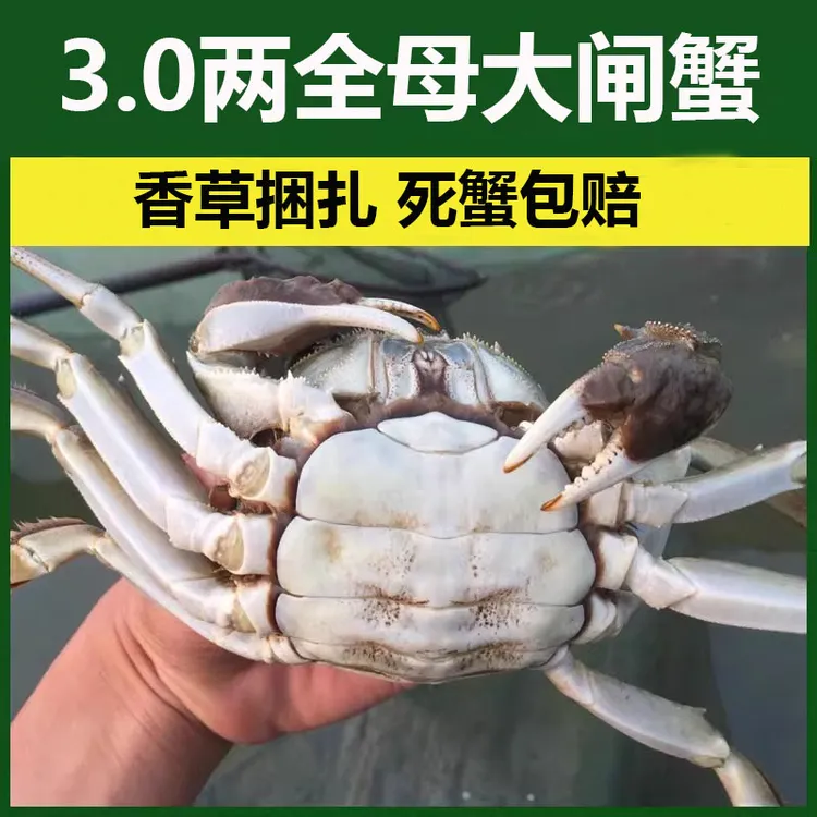 中秋好礼活蟹江苏大闸蟹鲜活特大3.0两全母螃蟹8-10只礼盒河蟹