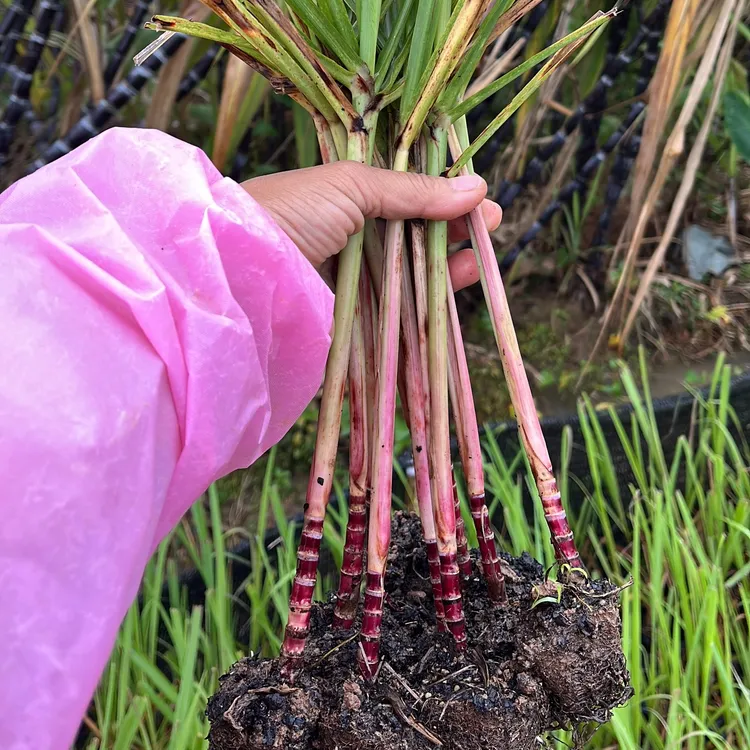 【迷你小甘蔗】黑皮黄皮小甘蔗适合桌面绿植盆栽盆景园艺