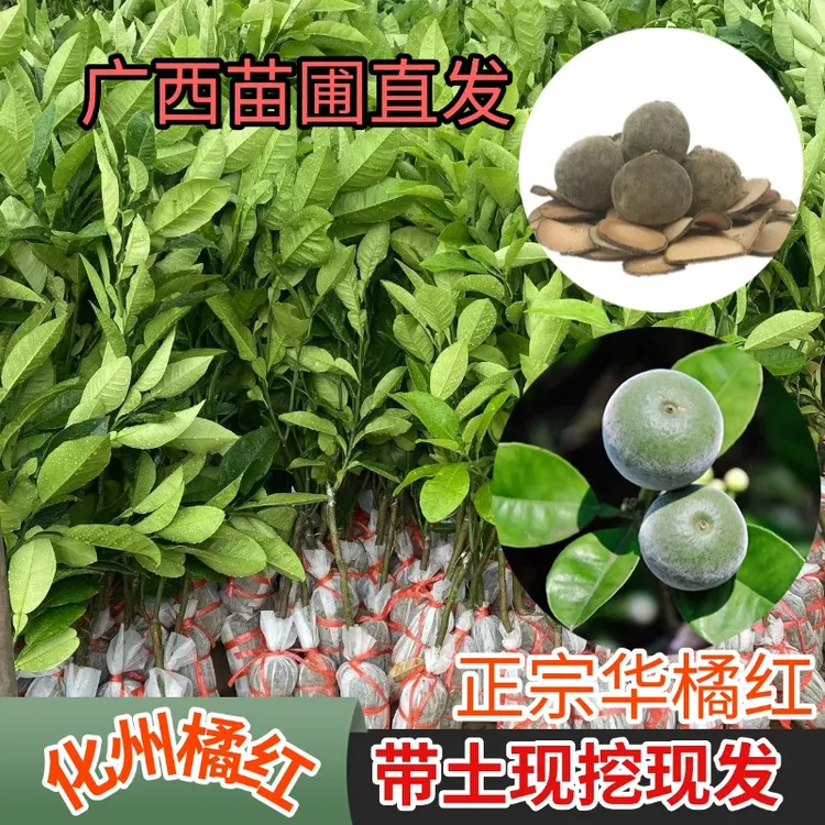 化州橘红嫁接树苗橘红果树正毛华橘红果苗南方种植化州药用特产