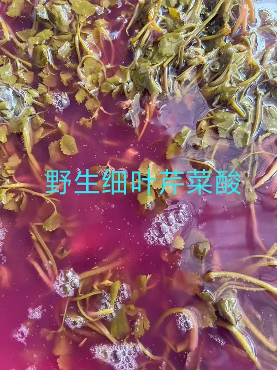 贵州特产凉拌酸芹菜酸菜无盐酸菜腌制水芹野芹菜开胃当季新鲜蔬菜