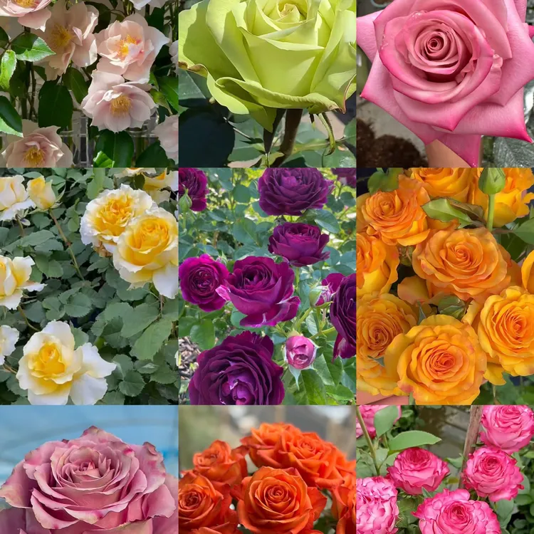 【三颗包邮】四季开花好养的灌木适合室内外阳台地栽庭院