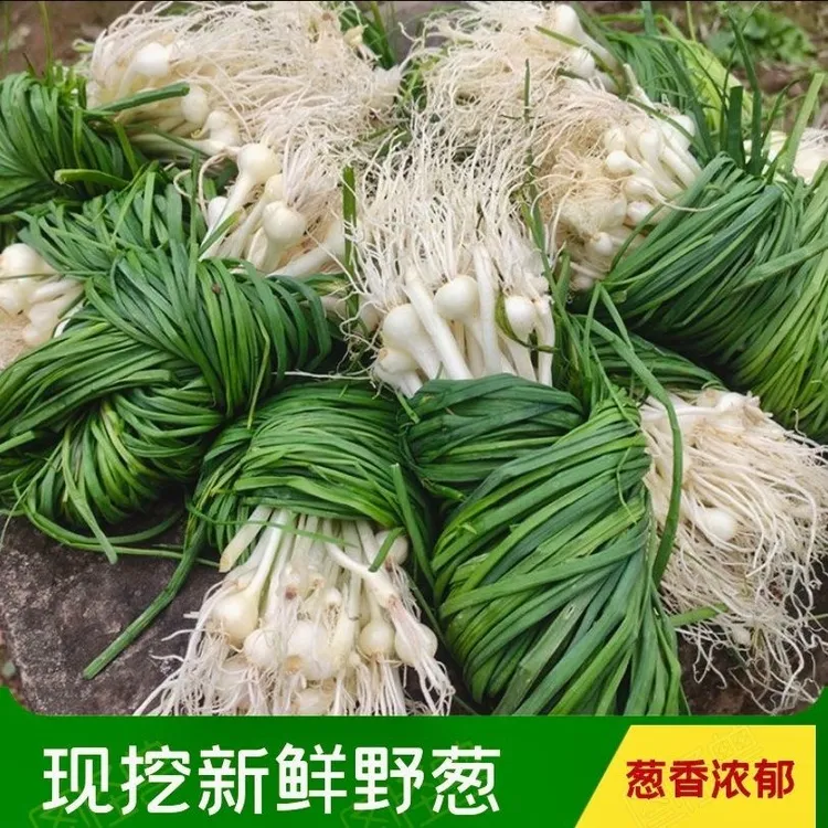 新鲜野葱现挖新鲜苦蒜野生野菜小根蒜胡葱野藠头野小蒜野山葱