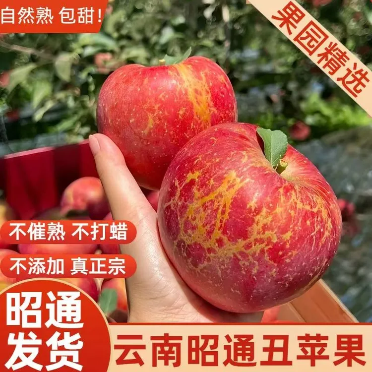 正宗云南昭通高原冰糖心丑苹果脆甜多汁彩箱装自然熟现摘产地直发