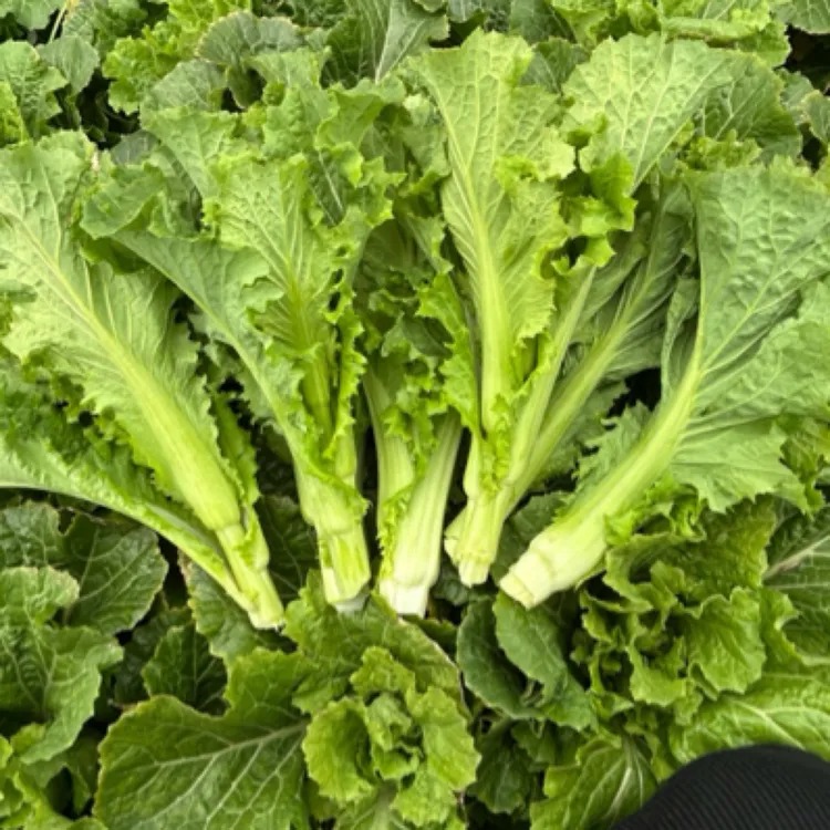 贵州高山青口白菜苔 现摘青菜苔农家肥种植新鲜软糯清甜新鲜蔬菜