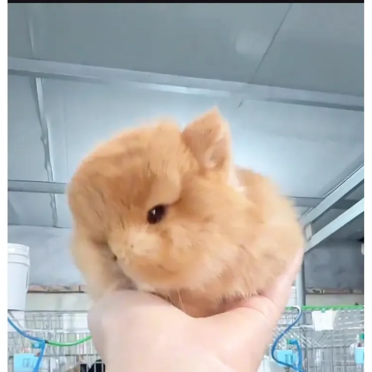 没有链接的拍这里，兔长不大不咬人适合家养温顺宠物兔