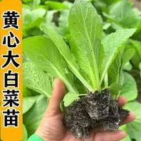 黄心大白菜秧苗包心菜苗耐寒易活带土抗病高产菜苗穴盘苗基地直发