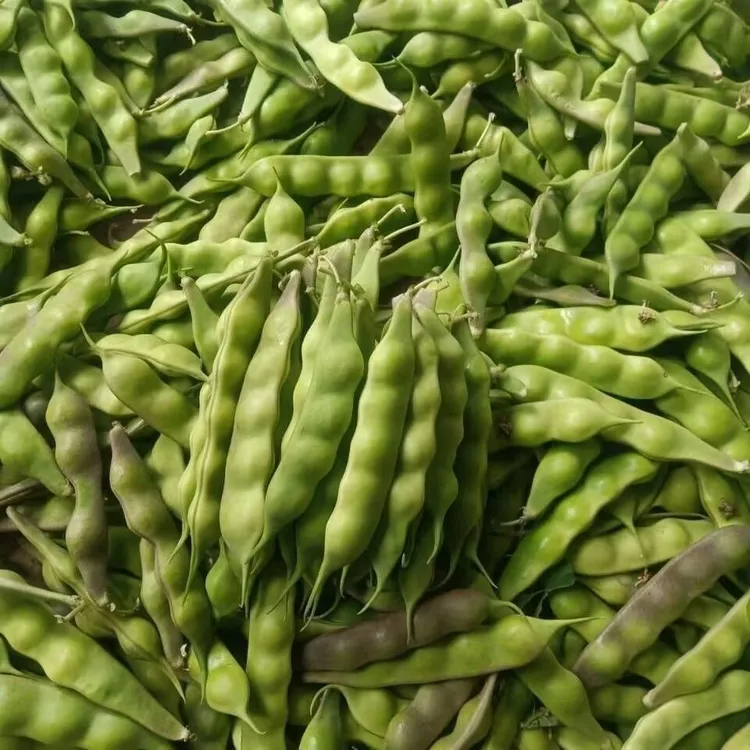 东北松原几豆角 东北蔬菜松原几豆角 鼓豆老式油豆角几豆角包邮