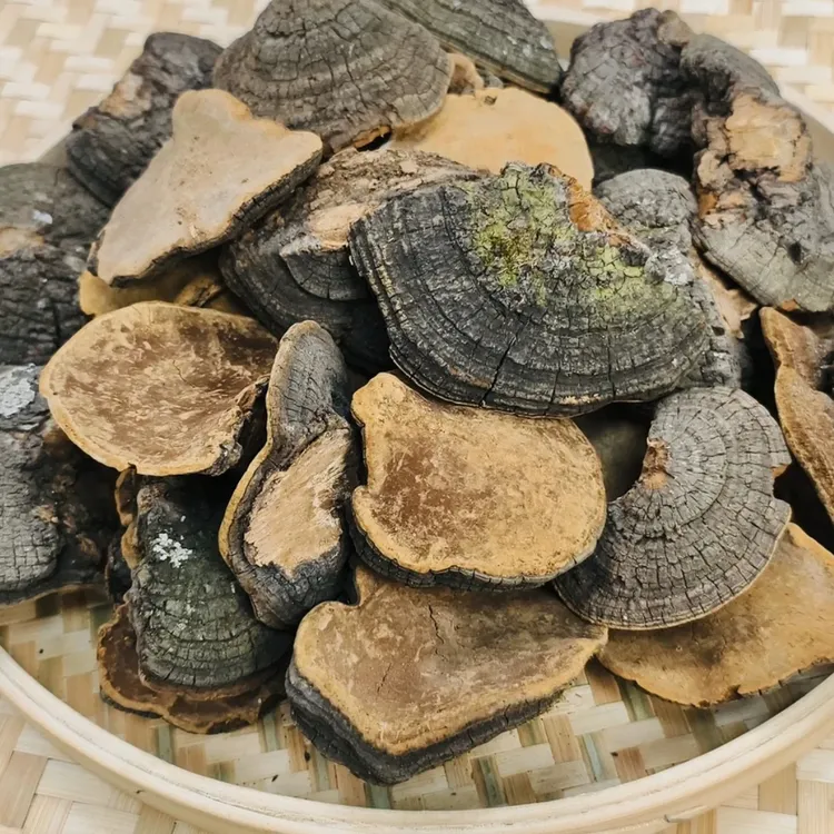 【雯姐批发】精品桑菌菇500g 精美礼品袋包装 煲汤泡酒泡水