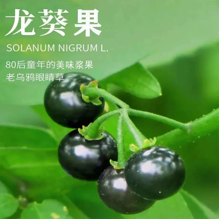 龙葵果新鲜龙果果东北黑天天黑悠悠特色水果黑果果新鲜龙葵果