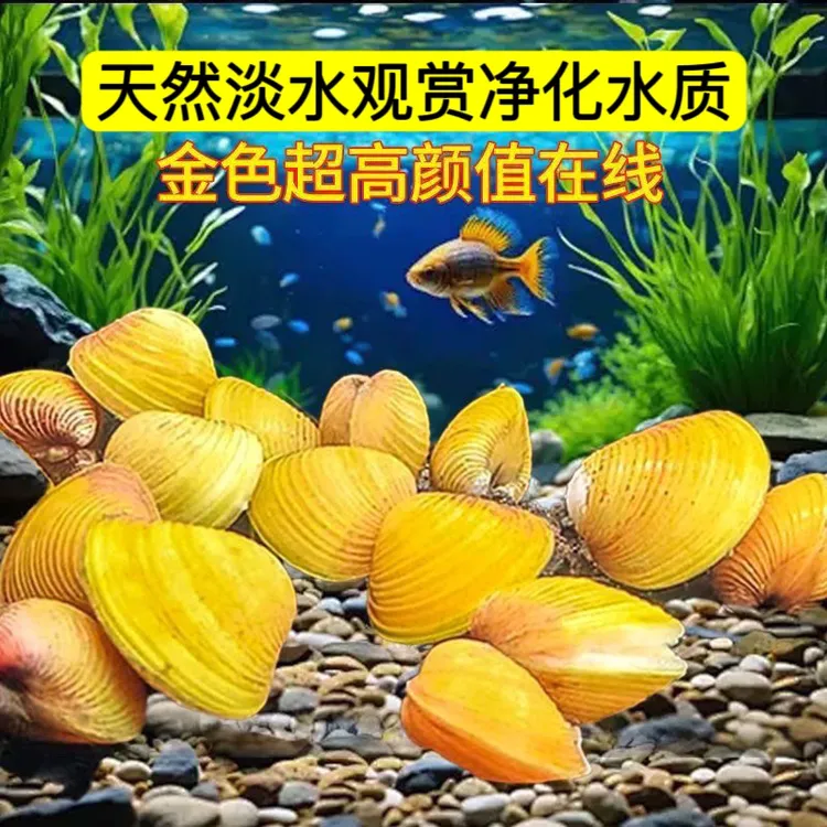 黄金小河蚬净化水质鱼缸观赏淡水混养吃鱼龟粪便鲜活天然滤水神器