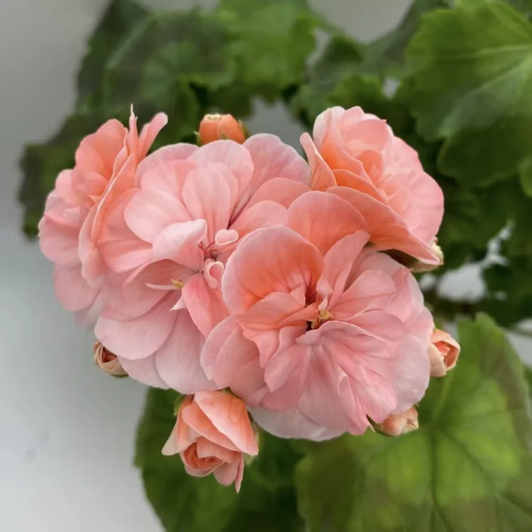 秋天童话.天竺葵