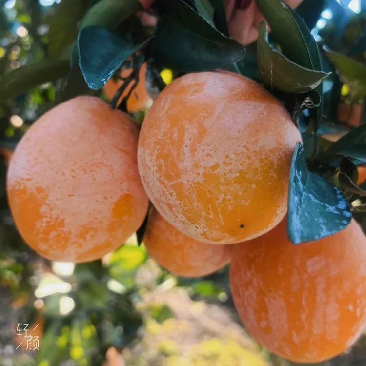 正宗江西赣南崇义龙勾乡石灰橙现摘现发