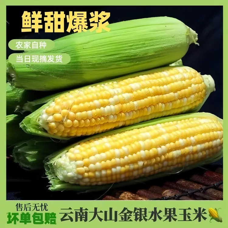 云南水果甜玉米新鲜双色水果玉米直播现场打包