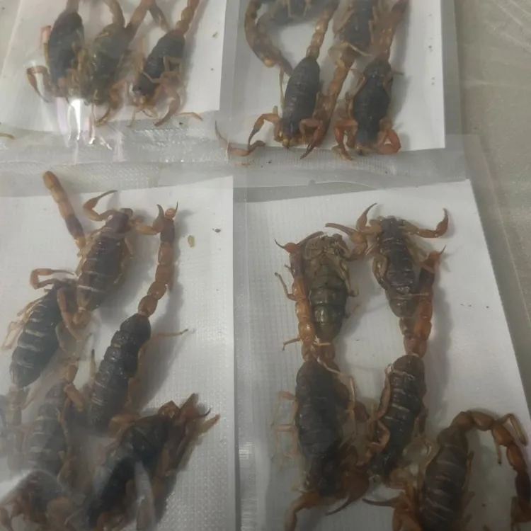 【蝎子】油炸野生现捉现炸香辣孜然麻辣五香陈培助农