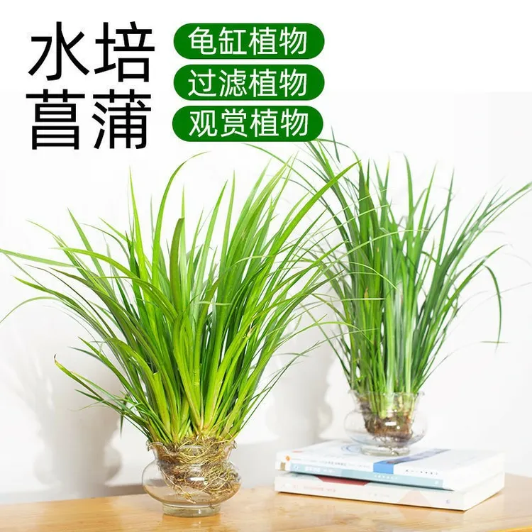 水石菖蒲水培养植物盆景造景净化水质沼泽过滤