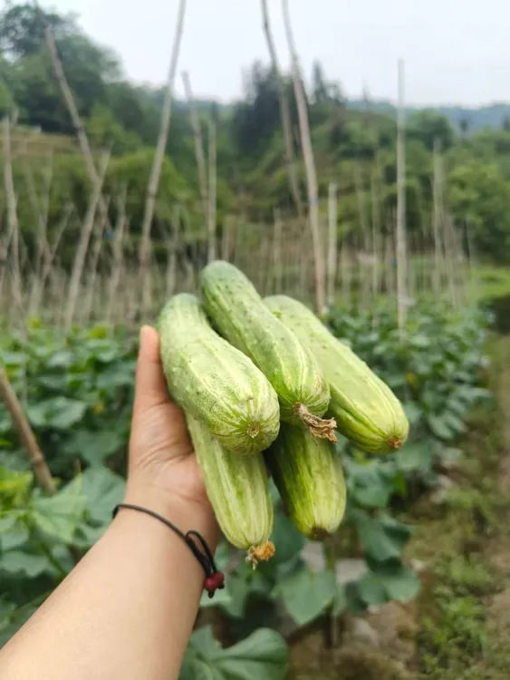 贵州农家露天种植老品种黄瓜