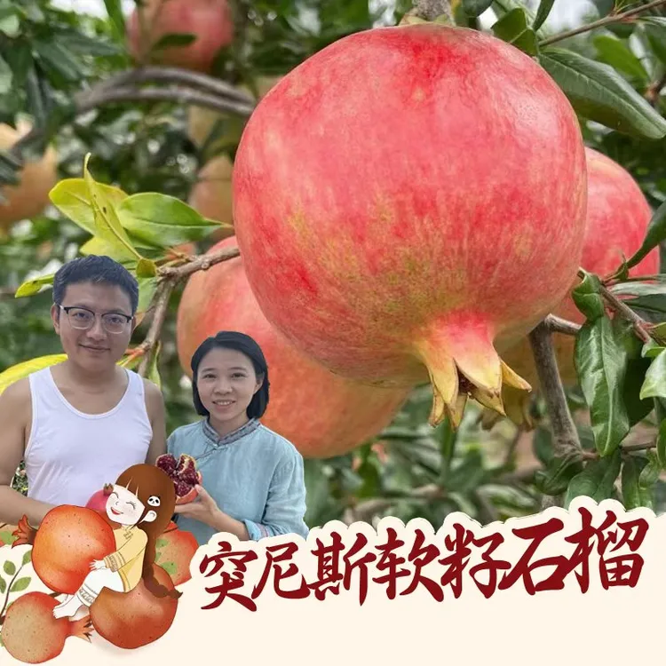 【京东快递】四川突尼斯软籽石榴鲜甜多汁新鲜水果坏果包赔