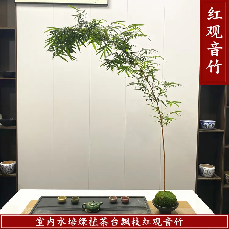 红竹苔藓盆栽观音竹盆景竹子书房室内外四季常青客厅桌面绿植懒人