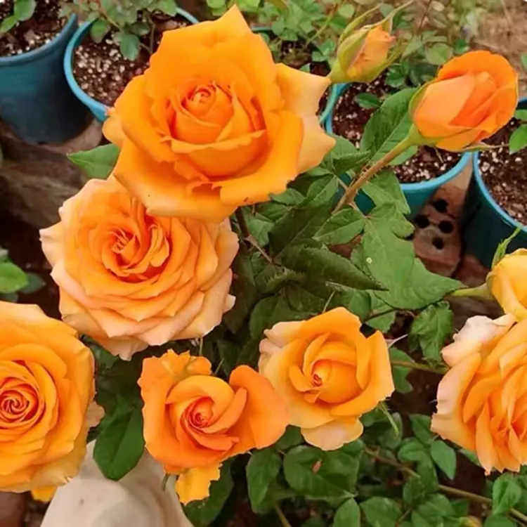 原盆原土发货月季扦插中苗