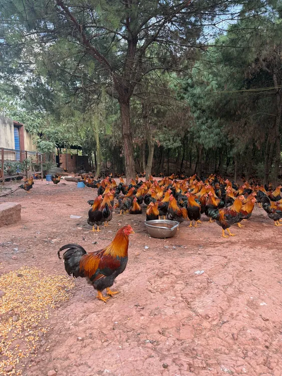 土阉鸡农家鸡跑山鸡溜达鸡大林子里吃五谷杂粮京东包邮到家