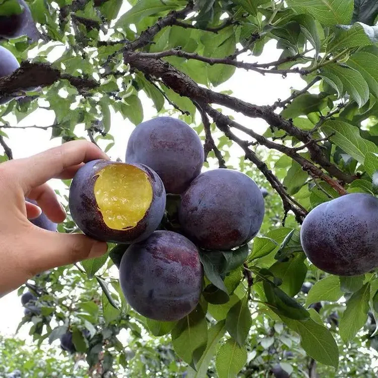 黑布林李子树苗嫁接特大脱骨李南北方种果树黑霸王李子苗当年结果