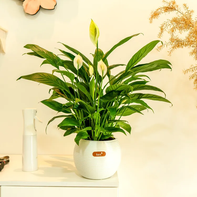 一帆风顺白掌花卉绿植室内好养水培植物四季常青开花好养净化空气