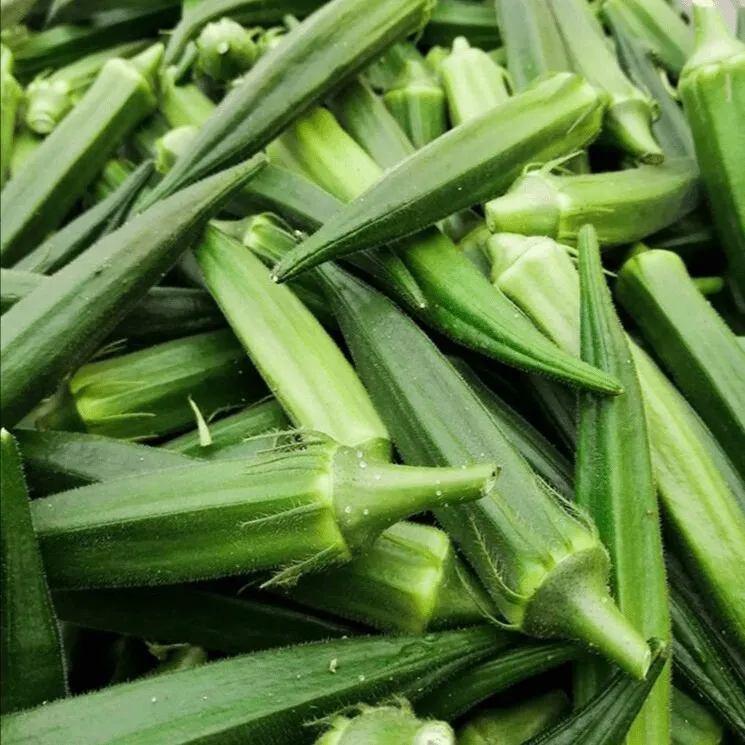 【秋葵种子】绿红秋葵种子大田耐热水果秋葵种子阳台蔬菜种子简单