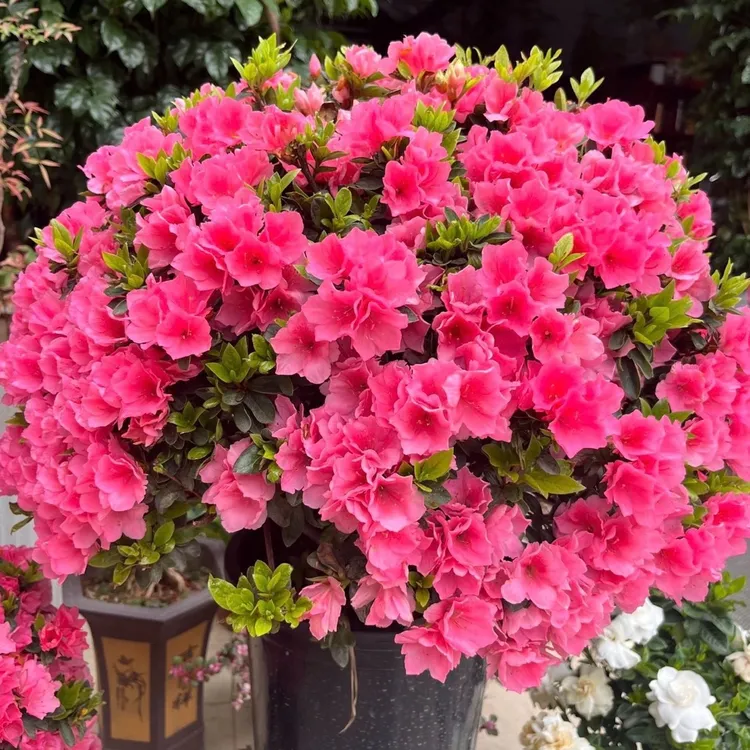 安酷杜鹃花盆栽花卉植物室内阳台庭院好养活常年开花重瓣耐寒绿植