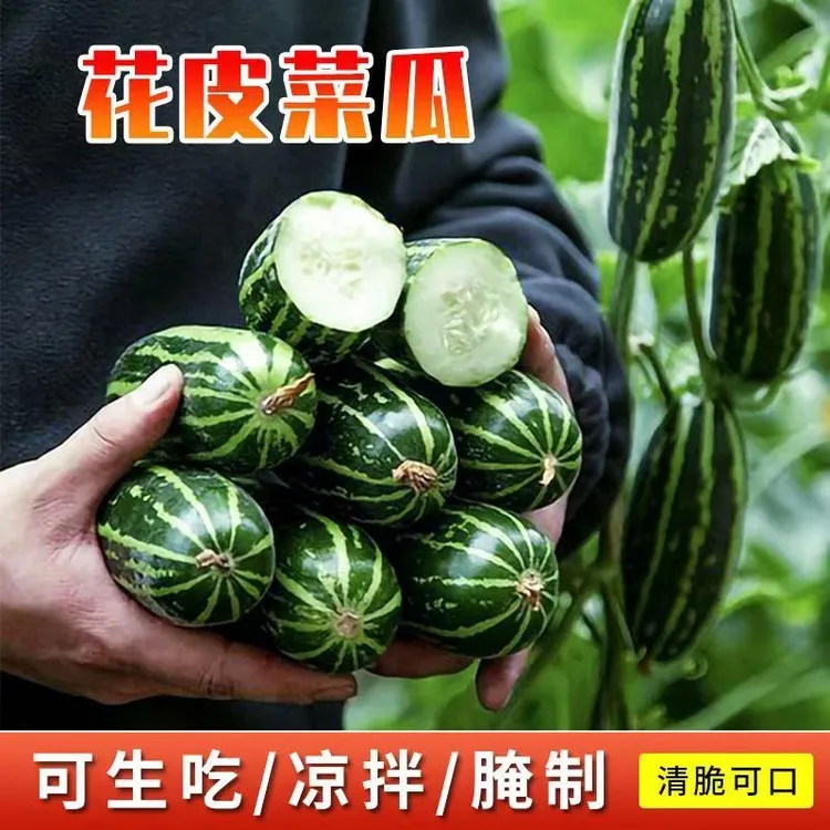 山东脆瓜绿皮脆菜瓜烧瓜稍瓜青龙瓜甜瓜八棱脆瓜现摘生吃低糖无糖