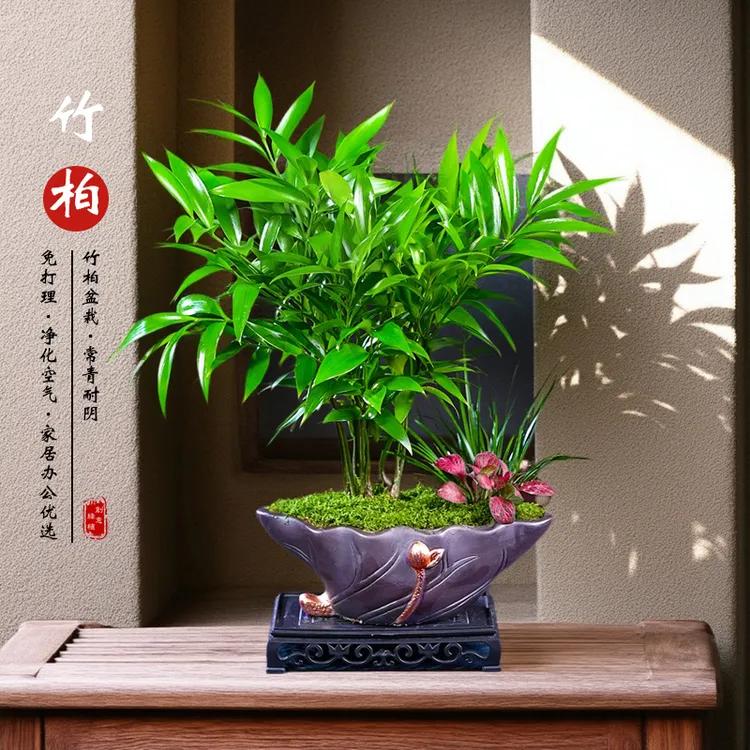 平安竹柏四季常青盆栽土培室内办公茶几客厅桌面花卉景观驱蚊绿植