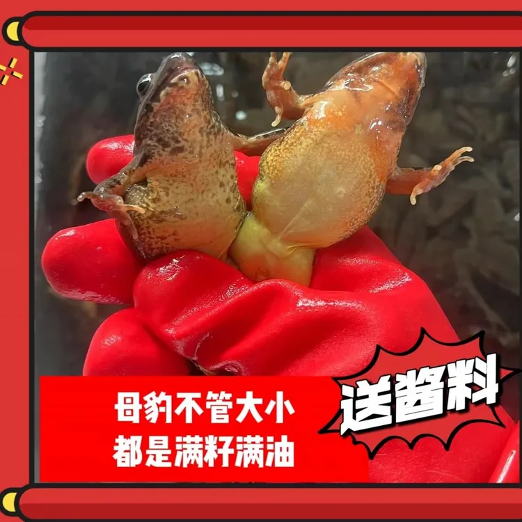 东北河鲜山珍土特产母蛤蟆链接 满籽满油 （不送公)