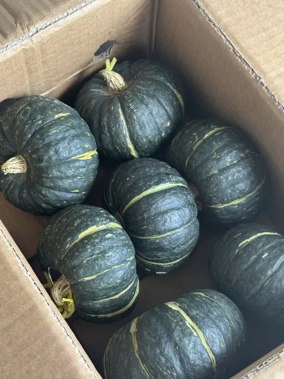 正宗内蒙古贝贝南瓜粉糯香甜板栗味【坏果包赔】