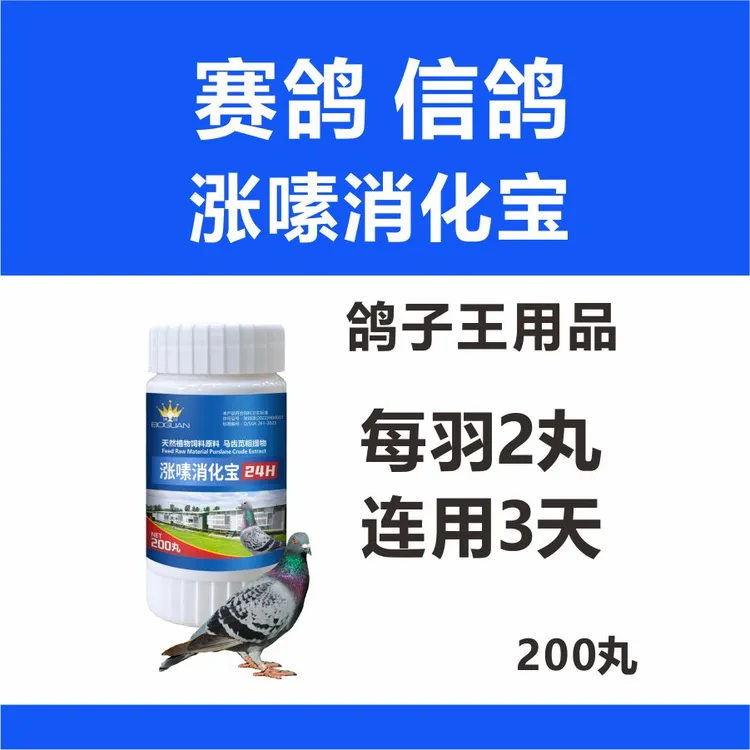 赛鸽信鸽嗉囊宝嗉囊炎涨嗉消化宝信鸽鸽子积食积水积气
