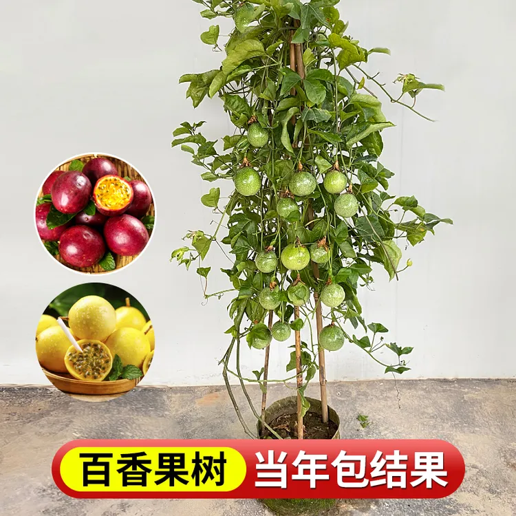 黄金台农百香果树苗四季大爬藤盆栽阳台种植水果易活好养当年结果
