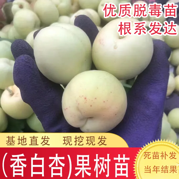 杏树苗嫁接耐寒河北香白杏果树苗南北方庭院盆栽地栽种植当年结果