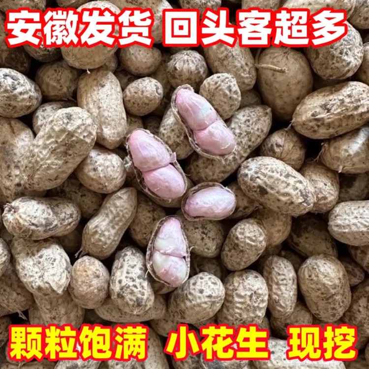 安徽带泥新鲜花生颗粒饱满带皮生花生小白沙罗汉果湿花生当季现挖