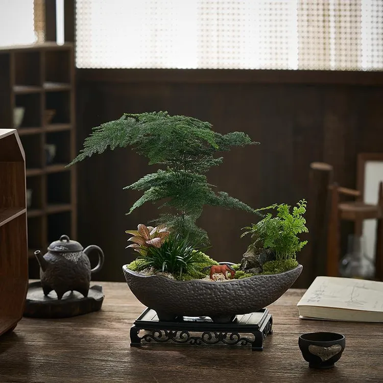 文竹盆栽园林造景微景观室内办公桌面绿植花卉盆景四季好养活植物