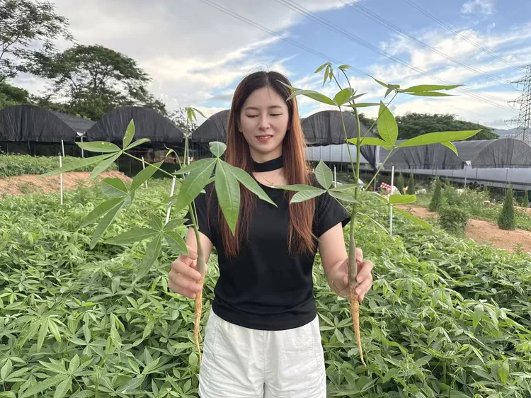 正宗原生发财树（苗）盆栽常青客厅办公室招财绿植南天竹竹子文昌竹