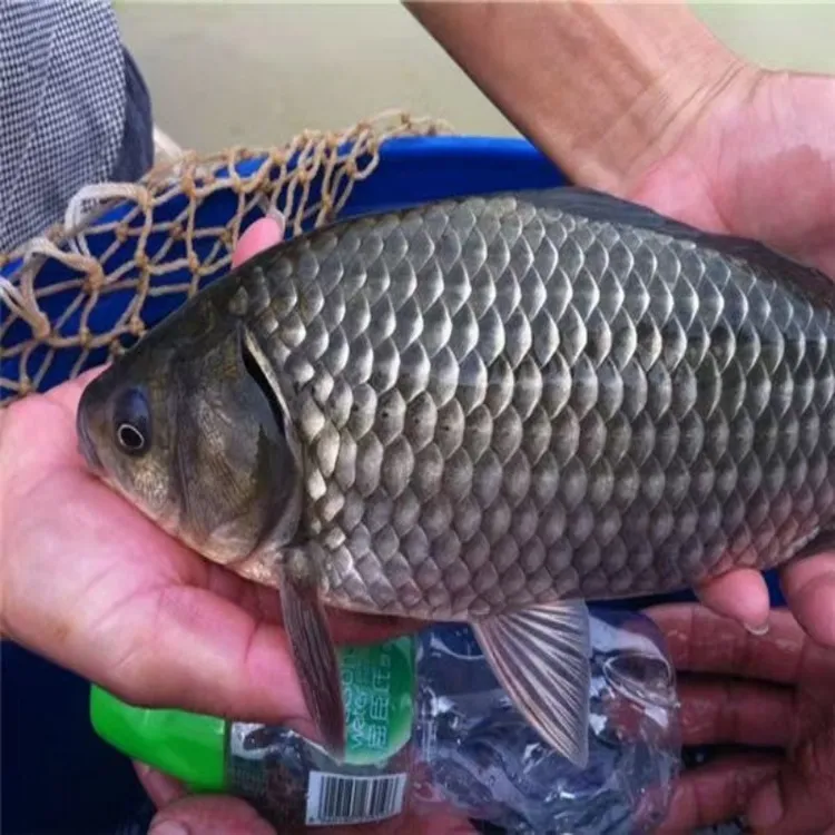 中科五号鲫鱼 四倍体鲫鱼 麻鲫 银鲫鱼 好养易捕捞 宠物水族活体