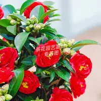 【加大加高80cm-1米】夏日七星红色茶花原盆原土带花苞发