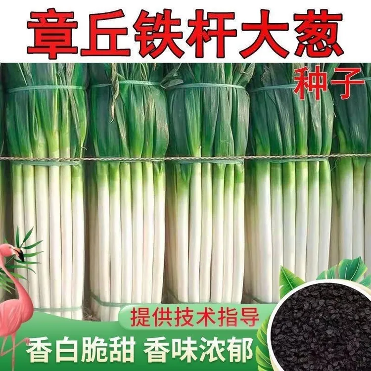 【满5包包邮】山东章丘铁杆大葱种子山东章丘四季春夏秋葱种籽葱苗