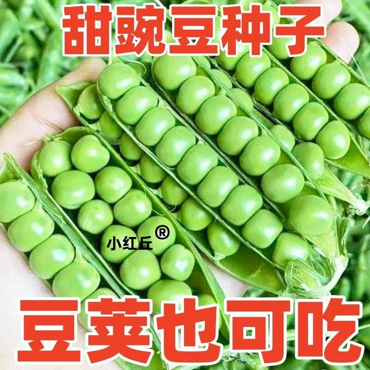 YJTG!甜脆豌豆种子高产大荚青水果豌豆秋冬季耐寒农田四季蔬菜种