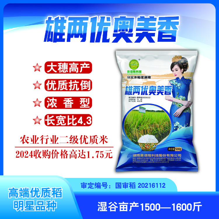 雄两优奥美香 高端香稻 大穗高产 优质抗倒 浓香型