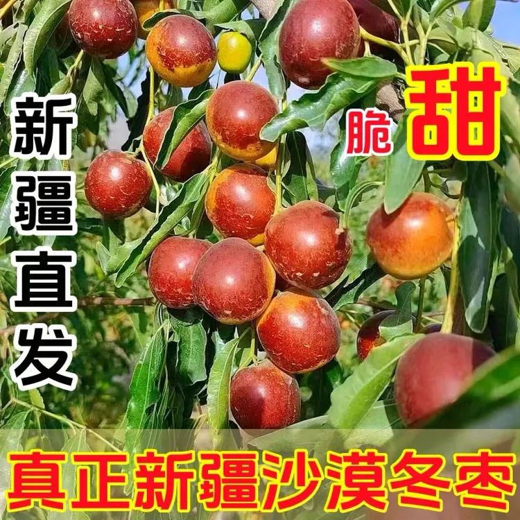 新疆图木舒克冬枣新鲜水果应季鲜枣脆甜红枣中秋节礼物新疆直发